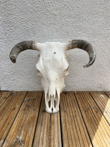 Hereford bull cow skull with - bull,