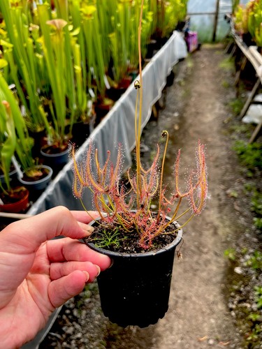 Drosera binata - drosera, (sundew)
