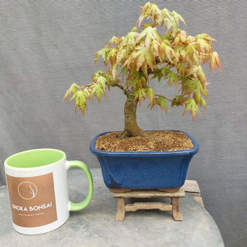 Beautiful shohin japanese - shohin,