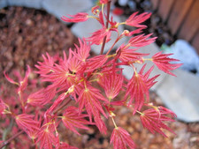 Japanese Maple. Acer Palmatum