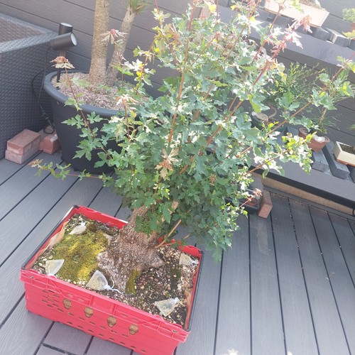 Field maple yamadori - yamadori, bonsai