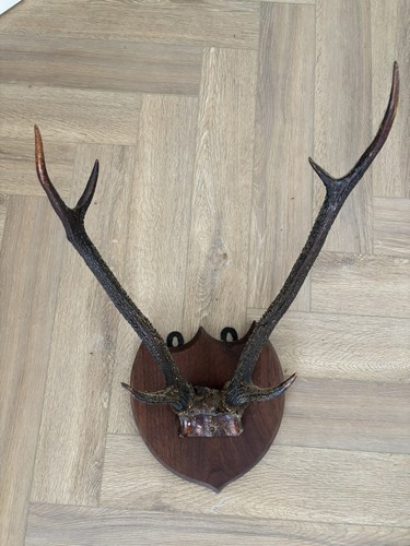 Vintage set mounted - set,