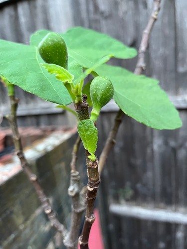 Fig tree brown turkey 1m - tree,,