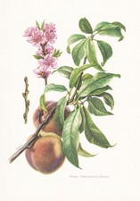 1960 PEACH TREE Print - Botanical Wall Art - Vintage Print  - 7.5 x 10.6 Inches