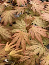 Japanese Maple. Acer Palmatum