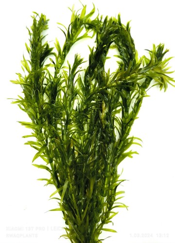 Elodea densa - densa, (bunch