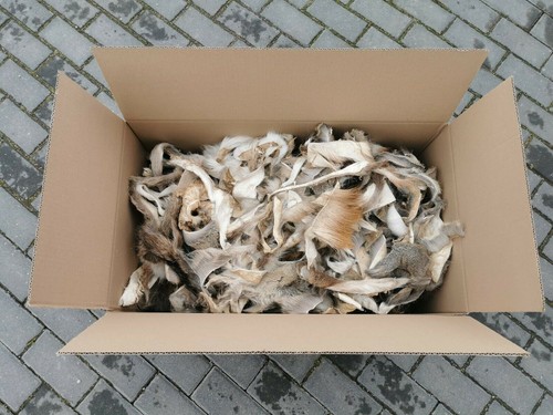 Deer stag fallow - fallow, fur