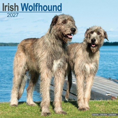 Irish wolfhound - irish,