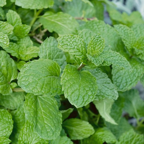 Mint garden - x3,