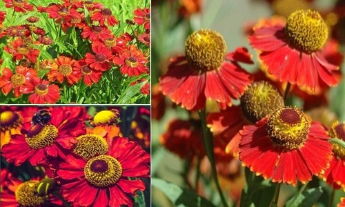 Helenium autumnale red - helenium,