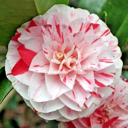 Camellia japonica lavinia - japonica,