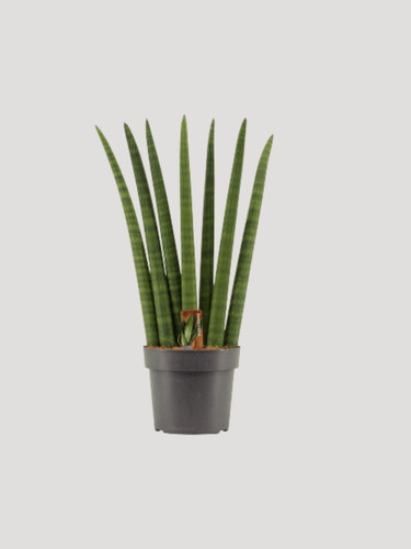 Sansevieria cylindrica fan - sansevieria,