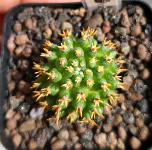 Mammillaria camptotricha - mammillaria, cv