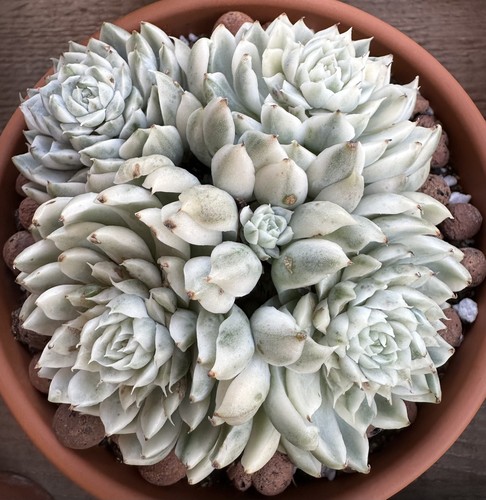Echeveria vanilla candy - echeveria,