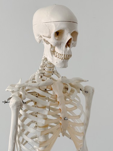 Anatomically accurate premium - accurate,