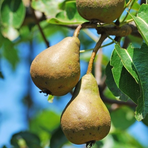 Concorde pear tree 4ft - 3-4ft, tall