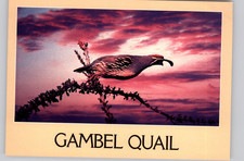 Gambel quail nature bird - gambel,