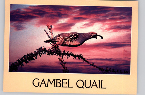 Gambel quail nature bird - quail,