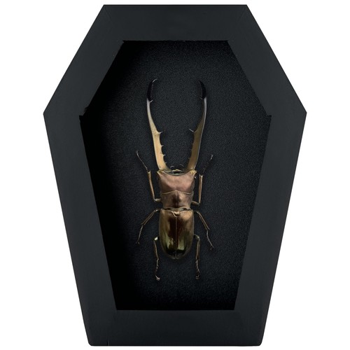Stag beetle taxidermy - beetle, in