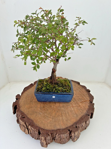 Chinese elm ulmus - chinese,
