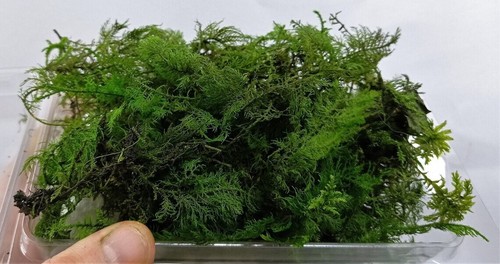 Preserved and coloured micro