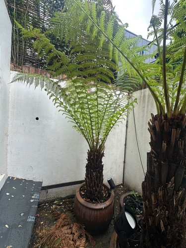 Dicksonia antartica tree - dicksonia, fern