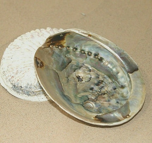 Abalone shell natural paua - abalone,