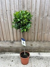 BAY TREE/ LAURUS NOBILIS 100CM HIGH IDEAL HERB FOR COOKING STANDARD BAY TREE