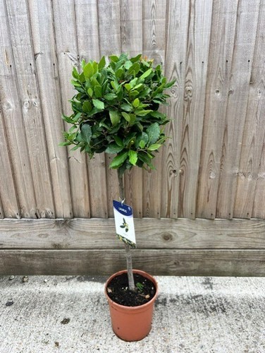 Bay tree laurus - tree/,