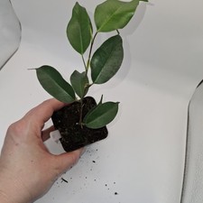 Ficus Benjamina Plant –