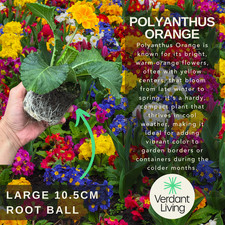 Large Plants - Polyanthus