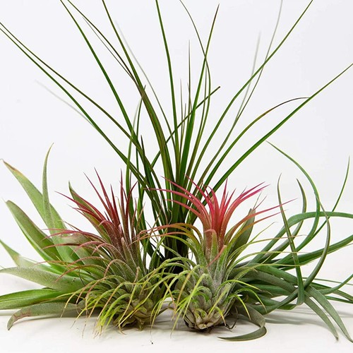 Air plants mix 5 tillandsia - plants,