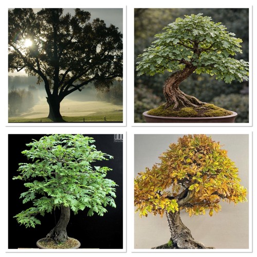 Starter bonsai tree turkey oak - bonsai,