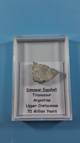 Titanosaur egg shell fragment - egg,