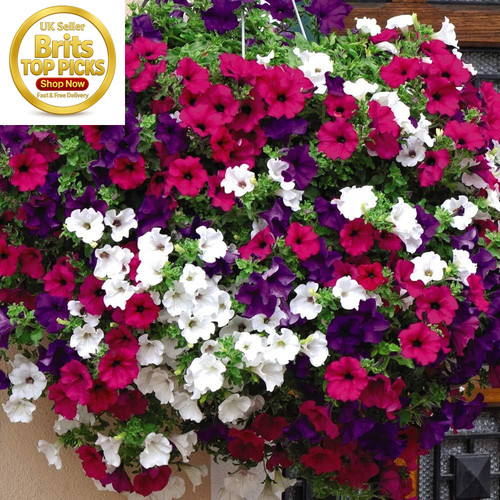 Petunia surfinia collection - petunia, 'surfinia'