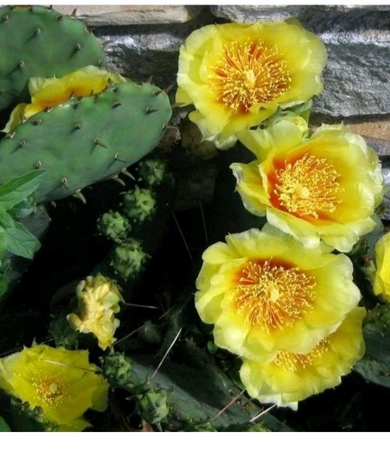 Opuntia hardy prickly pear - uk,