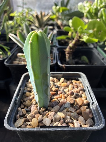 Myrtillocactus cactus commonly - myrtillocactus,