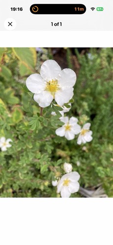 Potentilla abbotswood white - potentilla,
