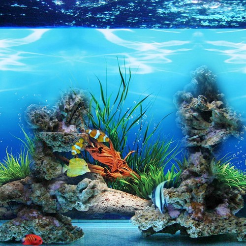 Double sided wall sticker - double-sided, fish