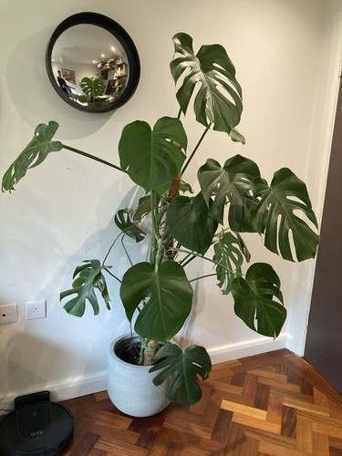 Monstera deliciosa swiss - monstera,