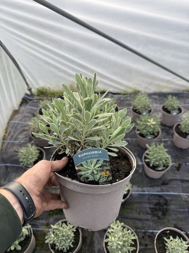 Euphorbia silver edge - euphorbia,
