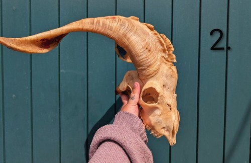 Taxidermy skulls bones goat - bones,,
