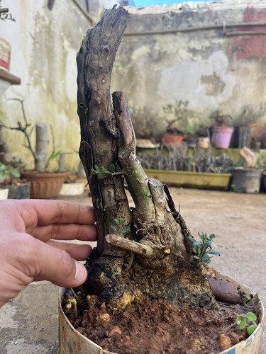 Olive bonsai mediterranean - olive,