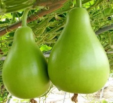 10 Gagua /Bottle gourd