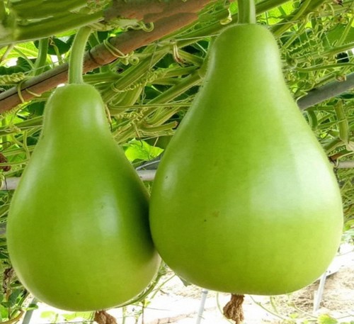 Gagua bottle gourd - 10,