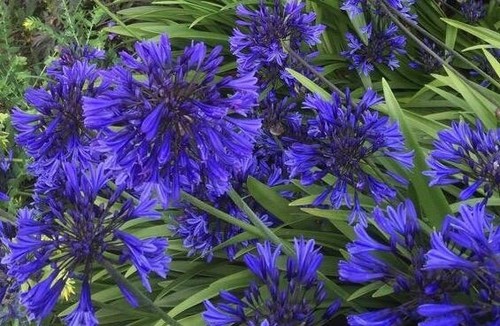 Agapanthus midnight star - agapanthus, ‘midnight