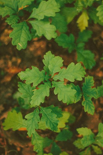 English oak saplings - english,