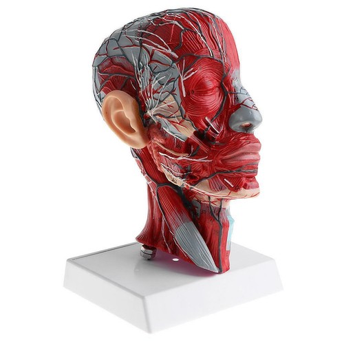 Anatomy human half head - anatomy,