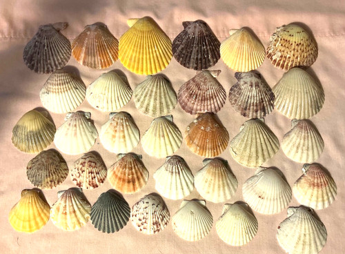 Seashell lot scallop - seashell,