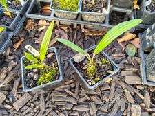 Trachycarpus martianus 'Khasia